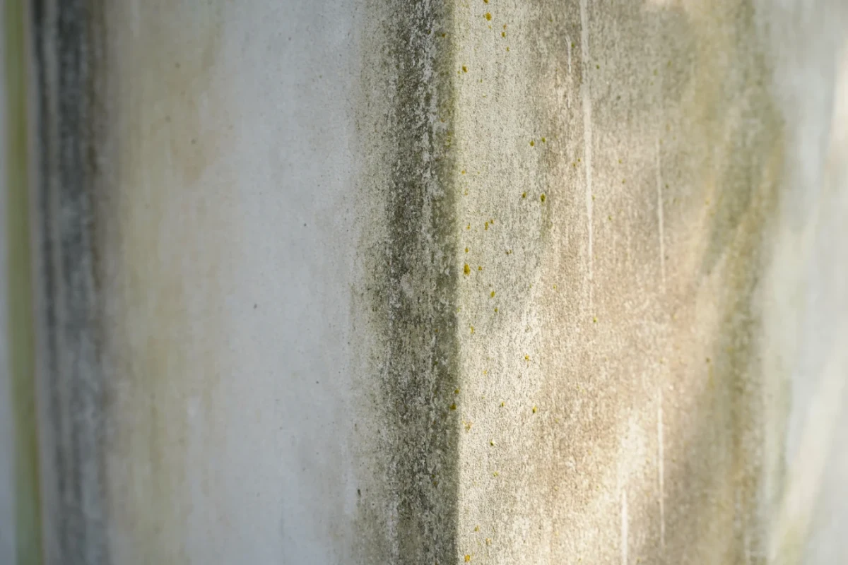 Versteckte Schimmel- und Schmutzspuren an der Wand – Geruchsneutralisation Messie-Wohnung
